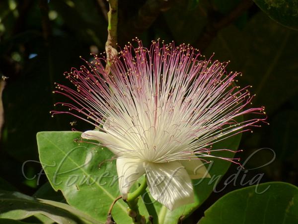 Sea Poison Tree